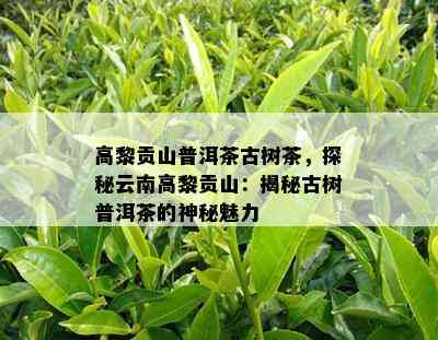 高黎贡山普洱茶古树茶，探秘云南高黎贡山：揭秘古树普洱茶的神秘魅力