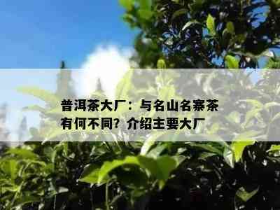 普洱茶大厂：与名山名寨茶有何不同？介绍主要大厂