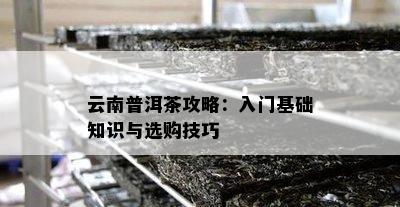 云南普洱茶攻略：入门基础知识与选购技巧