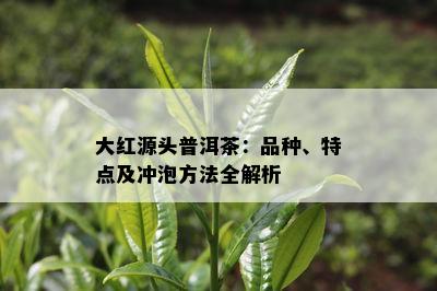 大红源头普洱茶：品种、特点及冲泡方法全解析