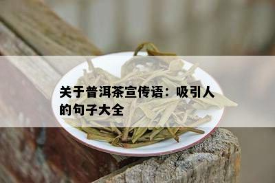 关于普洱茶宣传语：吸引人的句子大全