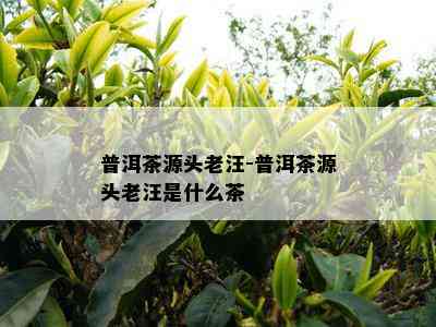 普洱茶源头老汪-普洱茶源头老汪是什么茶