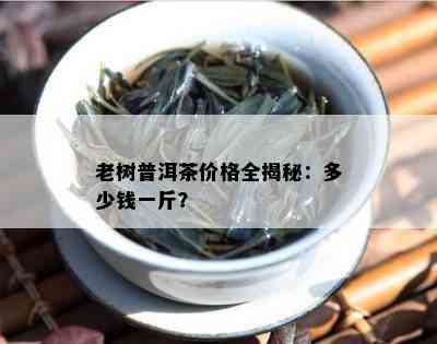 老树普洱茶价格全揭秘：多少钱一斤？