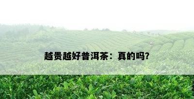 越贵越好普洱茶：真的吗？