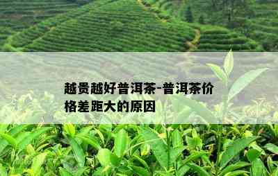 越贵越好普洱茶-普洱茶价格差距大的起因