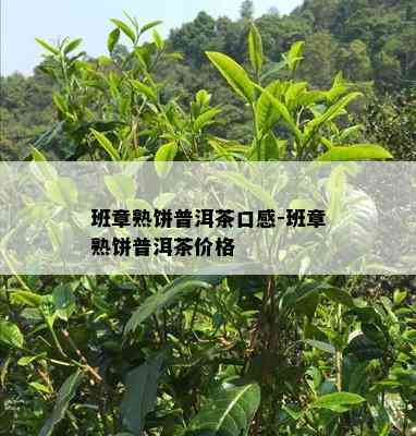 班章熟饼普洱茶口感-班章熟饼普洱茶价格