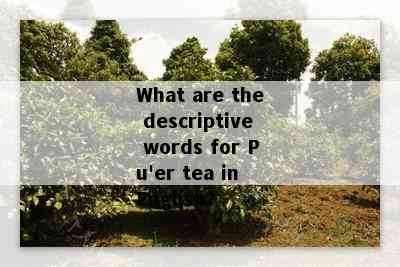 What are the descriptive words for Pu'er tea in English?