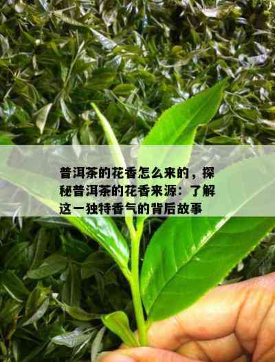 普洱茶的花香怎么来的，探秘普洱茶的花香来源：熟悉这一特别香气的背后故事