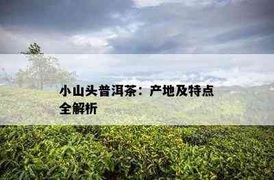 小山头普洱茶：产地及特点全解析