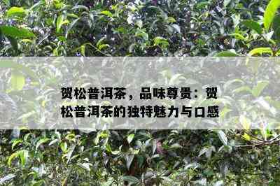 贺松普洱茶，品味尊贵：贺松普洱茶的独特魅力与口感