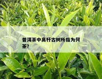 普洱茶中高杆古树所指为何茶？