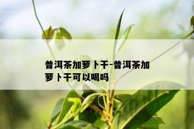 普洱茶加萝卜干-普洱茶加萝卜干可以喝吗