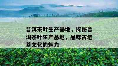 普洱茶叶生产基地，探秘普洱茶叶生产基地，品味古老茶文化的魅力