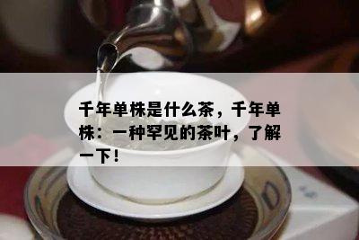 千年单株是什么茶，千年单株：一种罕见的茶叶，了解一下！