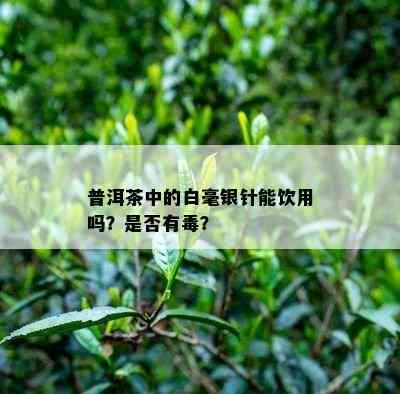 普洱茶中的白毫银针能饮用吗？是否有？