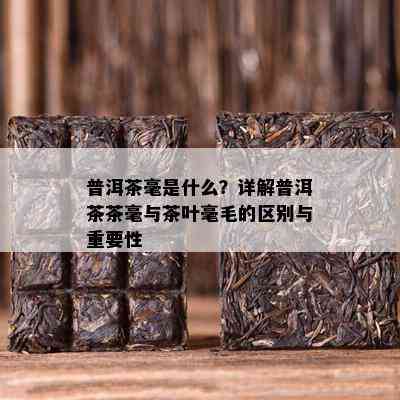 普洱茶毫是什么？详解普洱茶茶毫与茶叶毫毛的区别与关键性