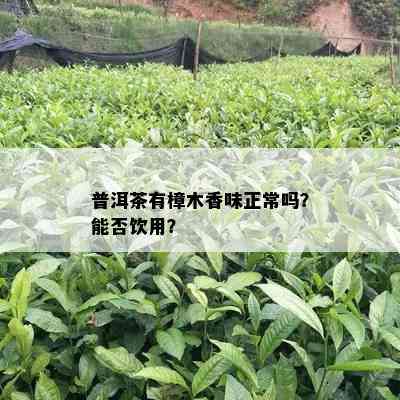 普洱茶有樟木香味正常吗？能否饮用？