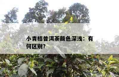 小青桔普洱茶颜色深浅：有何区别？