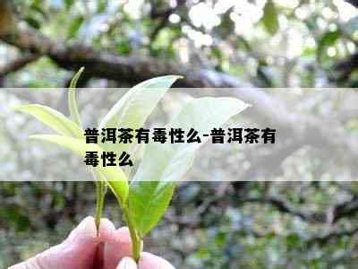 普洱茶有性么-普洱茶有性么