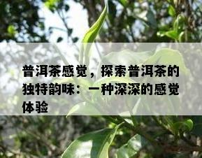 普洱茶感觉，探索普洱茶的特别韵味：一种深深的感觉体验