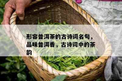 形容普洱茶的古诗词名句，品味普洱香，古诗词中的茶韵