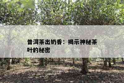 普洱茶出奶香：揭示神秘茶叶的秘密