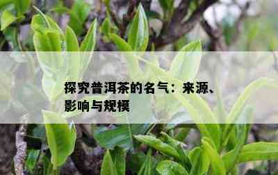 探究普洱茶的名气：来源、作用与规模