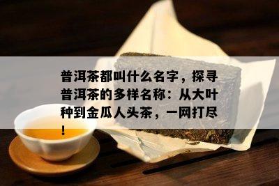 普洱茶都叫什么名字，探寻普洱茶的多样名称：从大叶种到金瓜人头茶，一网打尽！