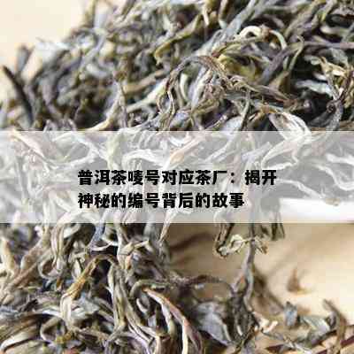 普洱茶唛号对应茶厂：揭开神秘的编号背后的故事