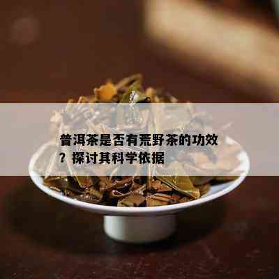 普洱茶是不是有荒野茶的功效？探讨其科学依据