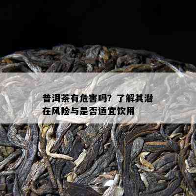 普洱茶有危害吗？熟悉其潜在风险与是不是适宜饮用