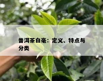 普洱茶白毫：定义、特点与分类