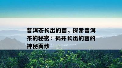 普洱茶长出的菌，探索普洱茶的秘密：揭开长出的菌的神秘面纱