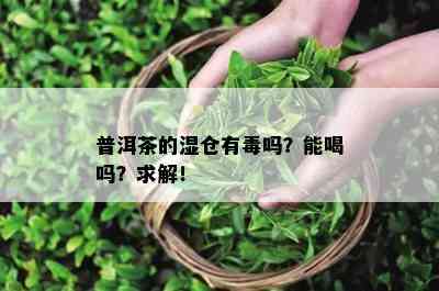 普洱茶的湿仓有吗？能喝吗？求解！