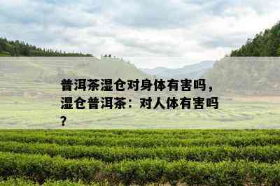 普洱茶湿仓对身体有害吗，湿仓普洱茶：对人体有害吗？