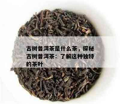 古树普洱茶是什么茶，探秘古树普洱茶：熟悉这类特别的茶叶