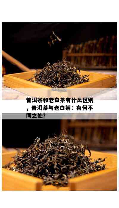 普洱茶和老白茶有什么区别，普洱茶与老白茶：有何不同之处？