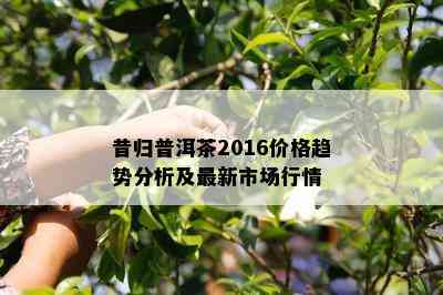 昔归普洱茶2016价格趋势分析及最新市场行情