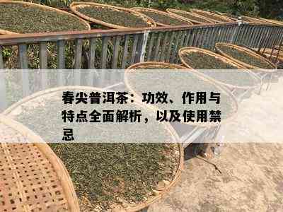 春尖普洱茶：功效、作用与特点全面解析，以及采用禁忌