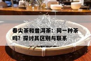 春尖茶和普洱茶：同一种茶吗？探讨其区别与联系