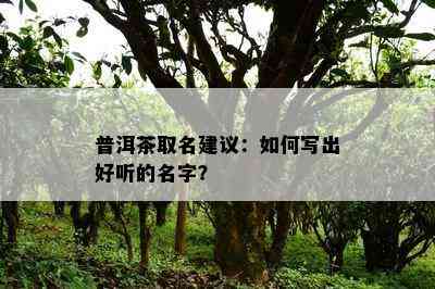 普洱茶取名建议：怎样写出好听的名字？