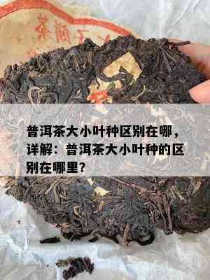 普洱茶大小叶种区别在哪，详解：普洱茶大小叶种的区别在哪里？