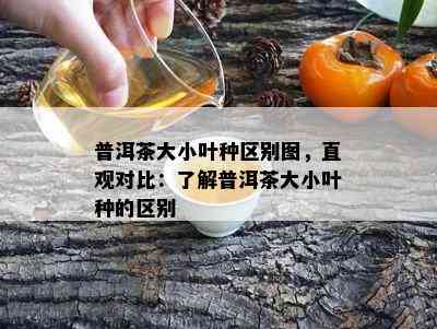 普洱茶大小叶种区别图，直观对比：熟悉普洱茶大小叶种的区别