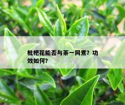 枇杷花能否与茶一同煮？功效怎样？