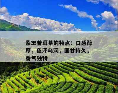 紫玉普洱茶的特点：口感醇厚，色泽乌润，回甘持久，香气独特