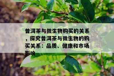 普洱茶与微生物购买的关系，探究普洱茶与微生物的购买关系：品质、健康和市场作用