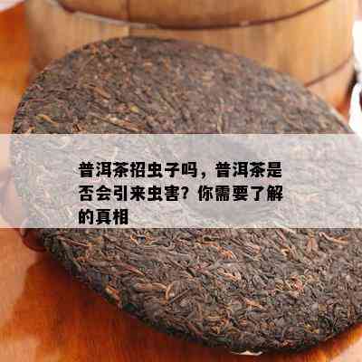 普洱茶招虫子吗，普洱茶是否会引来虫害？你需要了解的真相