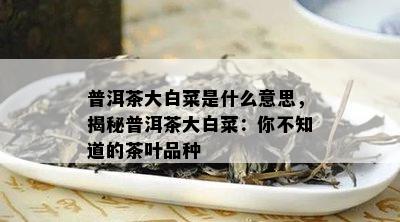 普洱茶大白菜是什么意思，揭秘普洱茶大白菜：你不知道的茶叶品种