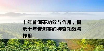 十年普洱茶功效与作用，揭示十年普洱茶的神奇功效与作用