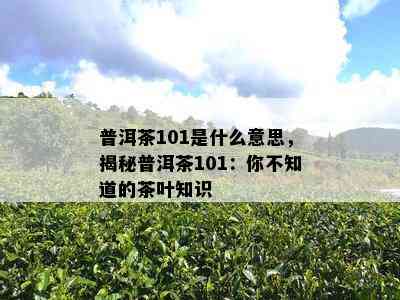 普洱茶101是什么意思，揭秘普洱茶101：你不知道的茶叶知识